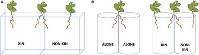 Evidence for Root Kin Recognition in the Clonal Plant Species Glechoma hederacea